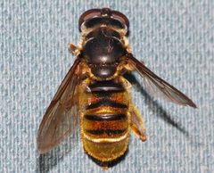 Hadromyia pulchra 01 by Libby Avis, Centre for Biodiversity Genomics. Used under a CC0 license.