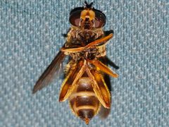 Hadromyia pulchra 02 by Libby Avis, Centre for Biodiversity Genomics. Used under a CC0 license.