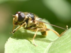 Hadromyia pulchra 4167092 by Eddie Dunbar. Used under a CC BY-SA 4.0 license.
