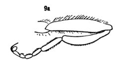 Hadromyia pulchra leg male by Williston S.W.. Used under a Public domain license.