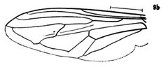Hadromyia pulchra wing by Williston S.W.. Used under a Public domain license.