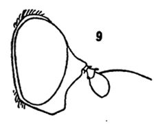 Xylota angustiventris male by Williston S.W.. Used under a Public domain license.