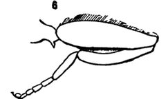 Xylota flavitibia hind leg male by Williston S.W.. Used under a Public domain license.