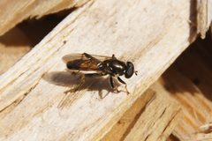 The hoverfly Xylota segnis in Den of Alyth - geograph.org.uk - 3077729 by Mike Pennington . Used under a CC BY-SA 2.0 license.