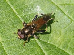 Xylota segnis 136614682 by Michael Knapp. Used under a CC BY 4.0 license.