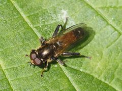 Xylota segnis 136614696 by Michael Knapp. Used under a CC BY 4.0 license.