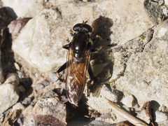 Xylota segnis 136615248 by Michael Knapp. Used under a CC BY 4.0 license.
