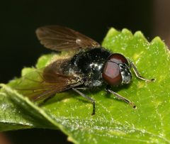 Cheilosia albitarsis-ranunculi - Flickr - S. Rae by S. Rae from Scotland, UK. Used under a CC BY 2.0 license.