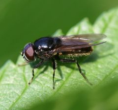 Cheilosia albitarsis - ranunculi - Flickr - S. Rae by S. Rae from Scotland, UK. Used under a CC BY 2.0 license.