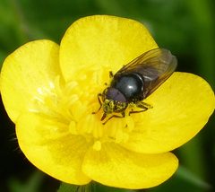 Cheilosia albitarsis male - Flickr - gailhampshire by gailhampshire from Cradley, Malvern, U.K. Used under a CC BY 2.0 license.