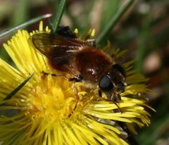 Cheilosia.grossa.female by Sandy Rae. Used under a CC BY-SA 3.0 license.