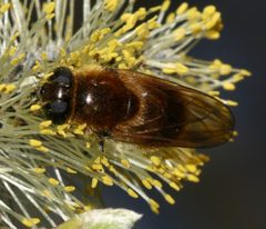 Cheilosia.grossa.female2 by Sandy Rae. Used under a CC BY-SA 3.0 license.
