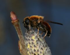 Cheilosia.grossa.female3 by Sandy Rae. Used under a CC BY-SA 3.0 license.
