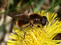 Cheilosia.grossa.male by Sandy Rae. Used under a CC BY-SA 3.0 license.