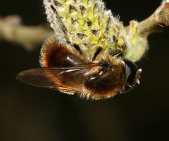 Cheilosia.grossa.male2 by Sandy Rae. Used under a CC BY-SA 3.0 license.