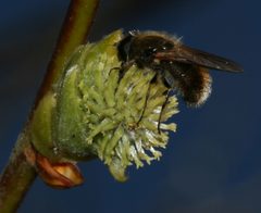 Cheilosia grossa - Flickr - S. Rae by S. Rae from Scotland, UK. Used under a CC BY 2.0 license.