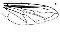 Ferdinandea buccata by Williston S.W.. Used under a Public domain license.