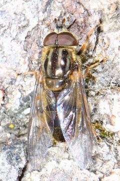 Ferdinandea buccata 14094784 by Judy Gallagher. Used under a CC BY 4.0 license.