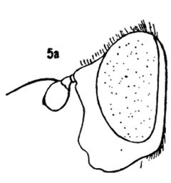 Ferdinandea buccata male by Williston S.W.. Used under a Public domain license.
