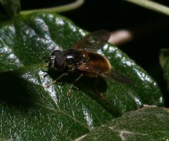 Ferdinandea.croesus male1 by Sandy Rae. Used under a CC BY-SA 3.0 license.