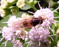 Rhingia nasica. Eristalinae by Beatriz Moisset. Used under a CC BY-SA 4.0 license.