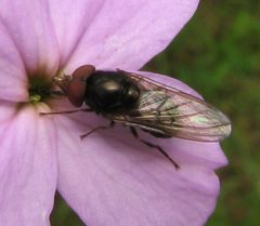Rhingia nasica male by Beatriz Moisset. Used under a CC BY-SA 4.0 license.
