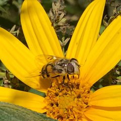 Copestylum avidum on helianthus tuberosus by Jengod. Used under a CC BY-SA 4.0 license.