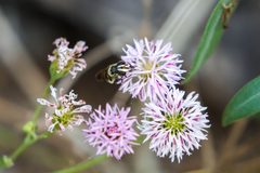 Copestylum fraudulentum by cricketsblog. Used under a CC BY 2.0 license.