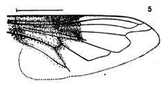 Volucella mexicana wing by Williston S.W.. Used under a Public domain license.