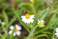 Copestylum tamaulipanum by cricketsblog. Used under a CC BY 2.0 license.