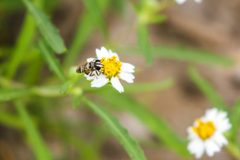 Copestylum tamaulipanum - 50781453922 by cricketsblog. Used under a CC BY 2.0 license.