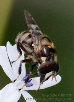 Copestylum tamaulipanum - inat 328139482 by {{{name}}}. Used under a CC BY 4.0 license.