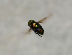 Hoverfly. Ornidia obesa - Flickr - gailhampshire by gailhampshire from Cradley, Malvern, U.K. Used under a CC BY 2.0 license.