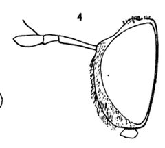 Microdon globosus head by Williston S.W.. Used under a Public domain license.