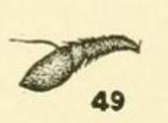 Microdon pallipennis antenna by C. HOWARD CURRAN. Used under a Public domain license.