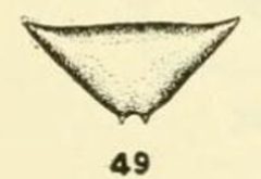 Microdon pallipennis scutellum by C. HOWARD CURRAN. Used under a Public domain license.