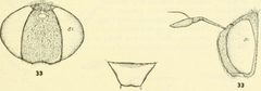Microdon ruficrus by C. HOWARD CURRAN. Used under a Public domain license.