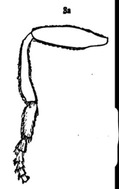 Microdon tristis hind leg by Williston S.W.. Used under a Public domain license.