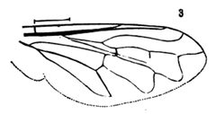 Microdon tristis wing by Williston S.W.. Used under a Public domain license.