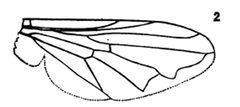 Pipiza pistica by Williston S.W.. Used under a Public domain license.