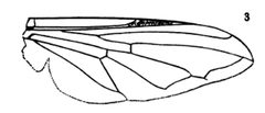 Pipiza puella wing by drawing from Williston Synopsis of the North American Syrphidae.. Used under a Public domain license.