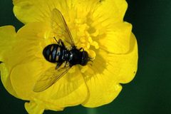 Pipiza.quadrimaculata by James K. Lindsey. Used under a CC BY-SA 3.0 license.