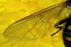 Pipiza.quadrimaculata.wing.detail by James K. Lindsey. Used under a CC BY-SA 3.0 license.
