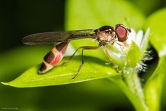 Baccha cognata by Ken-ichi Ueda. Used under a CC BY 4.0 license.