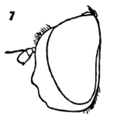 Melanostoma angustatum male by Williston S.W.. Used under a Public domain license.