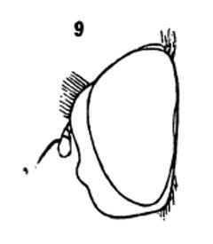 Melanostoma mellinum male by Williston S.W.. Used under a Public domain license.