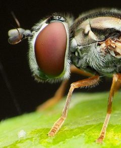 Platycheirus hyperboreus 3 by Katja Schulz. Used under a CC BY 4.0 license.