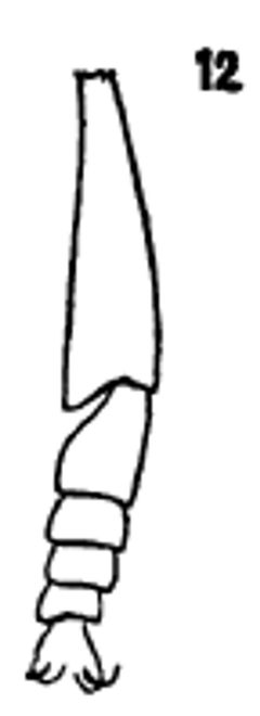Platychirus hyperboreus male tibia and tarsus by Williston S.W.. Used under a Public domain license.