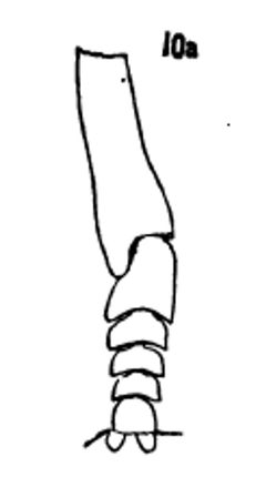 Platychirus quadratus front tibia and tarsus by Williston S.W.. Used under a Public domain license.