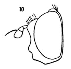 Platychirus quadratus male by Williston S.W.. Used under a Public domain license.